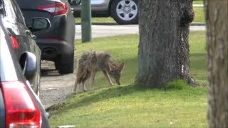 preview picture of video 'Urban Coyote In Vancouver'