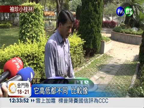 台中小桂林 落羽松氣根如石筍