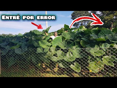 Encontré malangas GIGANTES en este valle de Cuba 🇨🇺