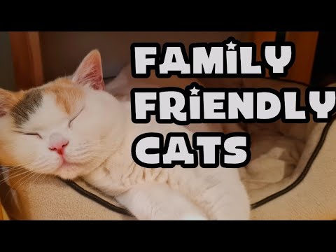 Are British Shorthair Cats Good with Children ?