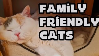 Are British Shorthair Cats Good with Children ?