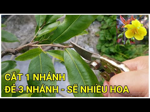 🔴 QBS22215 - CẮT CHẶN ĐỌT MAI VÀNG THÁNG 5 ÂM || CHĂM SÓC MAI VÀNG THÁNG 5 ÂM BẤM CHẶN ĐỌT MAI VÀNG