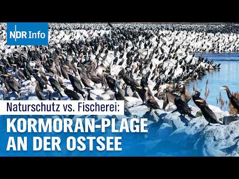 Kormoran-Invasion an der Ostsee: Bedrohen die Vögel die Fischbestände und Ostsee-Fischer?| NDR Info