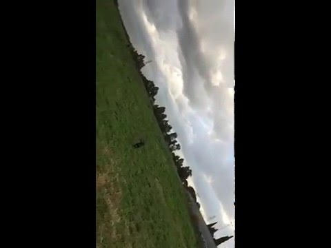 Maya 15 Mesi American Staffordshire Terrier