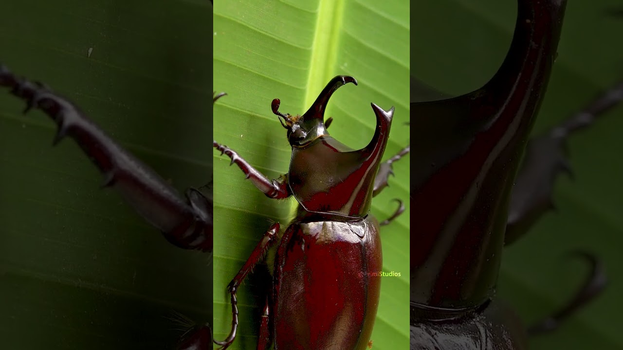 Rhinoceros Beetle Horn Structure and Male Combat Mechanisms – Fast Facts and Field Notes