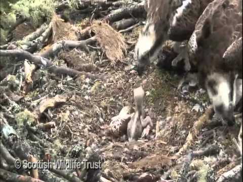 Loch of the Lowes, Resident male and female with first chick of 2009