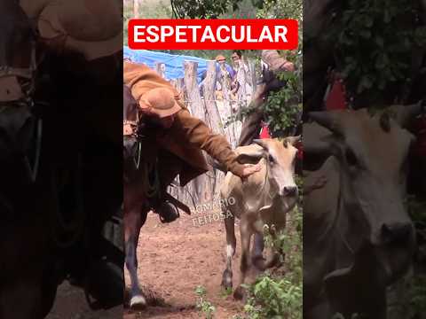 CENA ESPETACULAR #romariofeitosa #pegadeboinomato