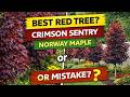 Crimson Sentry Norway Maple | Acer platanoides 'Crimson Sentry'