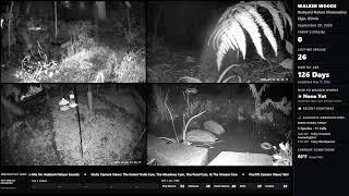 Walker Woods Nature Observatory – Live Backyard Wildlife Cam live webcam