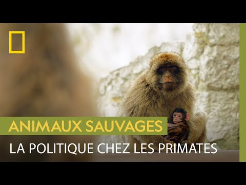 Le rapt d'enfant comme outil de réconciliation !