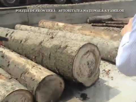 UHVAĆENI ŠVERCERI CIGARA. ( švercovali cigare u deblima)