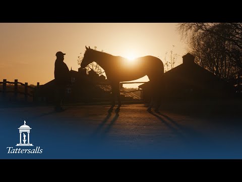 Tattersalls December Mares Sale 2025 Day 3 Review