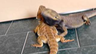 Male and Female bearded dragons mating ritual