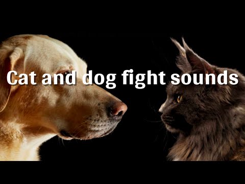 Cat and dog fight sounds