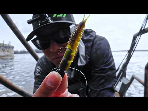 The BEST NED RIG Right Now?? (Non-Stop Fishing Action)