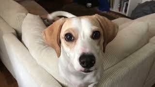 Dog sitting in Astoria, New York - from Sweden to NYC. Dog sitter in exchange for free accommodation