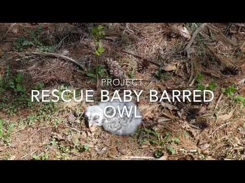 Project: Rescue baby Barred Owl