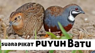 Download lagu SUARA PIKAT PUYUH BATU | PIPIKAU | BUTTON QUAIL mp3 Download lagu SUARA PIKAT PUYUH BATU | PIPIKAU | BUTTON QUAIL mp3