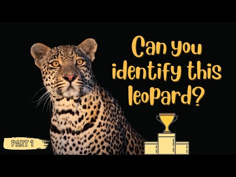 Can you identify the leopards of Djuma just by looking at them? | Challenge no.1