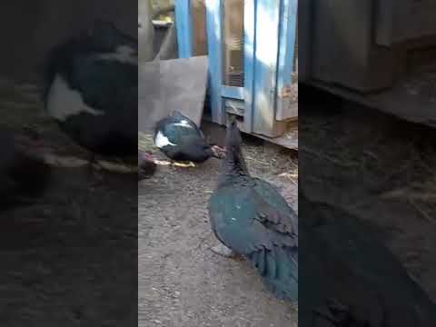 nowy nabytek #kaczor #piżmowa