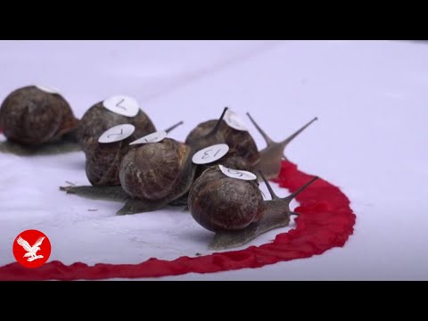 Ready, steady, slow: Snails slither to victory in World Championship