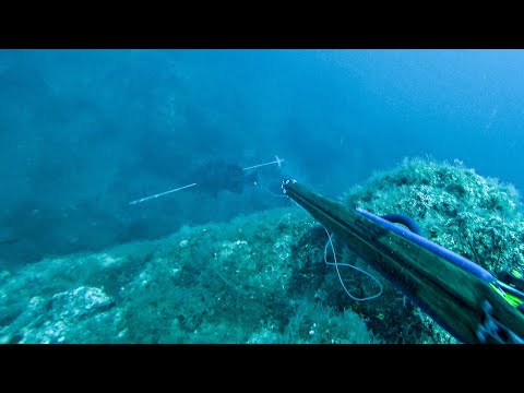 20 Shots in 20 Minutes!😲ULTIMATE Spearfishing Compilation