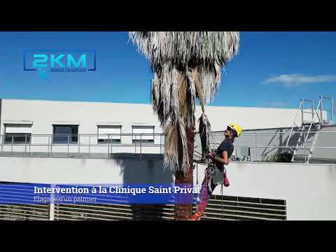 Elagage d'un palmier