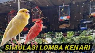 Download lagu SIMULASI LOMBA KENARI Untuk PANCINGAN Kenari Muda mp3 Download lagu SIMULASI LOMBA KENARI Untuk PANCINGAN Kenari Muda mp3
