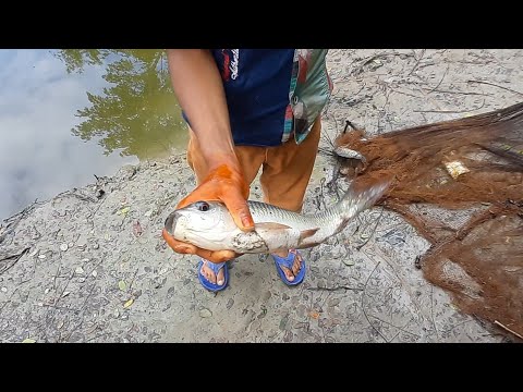 Most Satisfying Cast Net Fishing Video Catch of Fish | Traditional Net Catch Fishing In The Pond