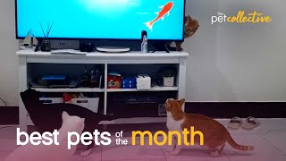 Best Pets of the Month (May 2021) | The Pet Collective