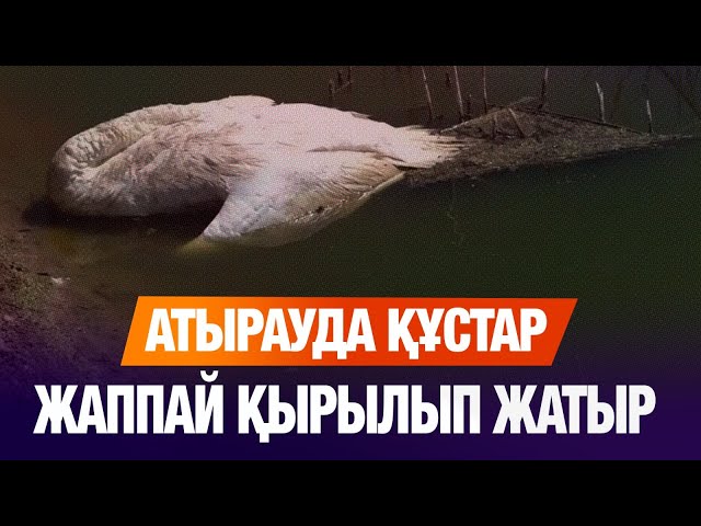 Құстардың өлексесі сынамаға жіберілді