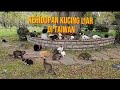 LIFE OF STRAY CATS IN TAIWAN