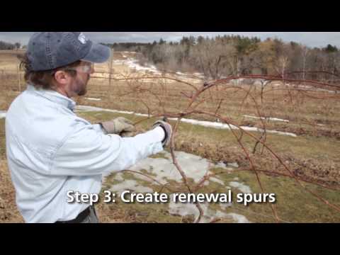 Four Arm Kniffin System for Growing Grapes