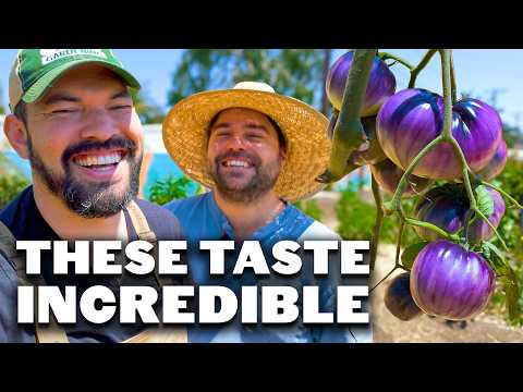 Tasting My Huge, Juicy Tomatoes with @jacquesinthegarden