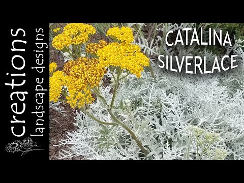 Eriophyllum Nevenii - 13 Weeks Of CA Natives