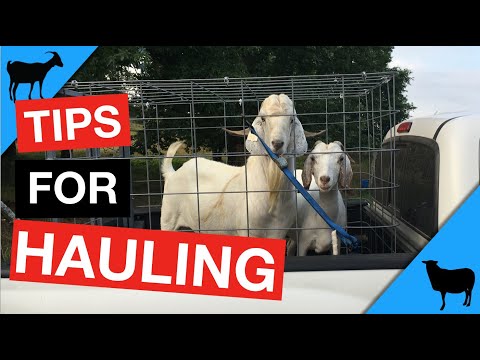 Transporting Goats & Sheep