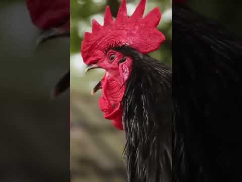 Rooster Crowing | Morning Rooster Crowing | Rooster Sound