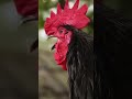 Rooster Crowing Morning Rooster Crowing Rooster Sound