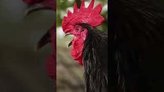 Download lagu Ayam Jantan Berkokok | Ayam Jantan Berkokok Pagi | Suara Ayam Jantan mp3