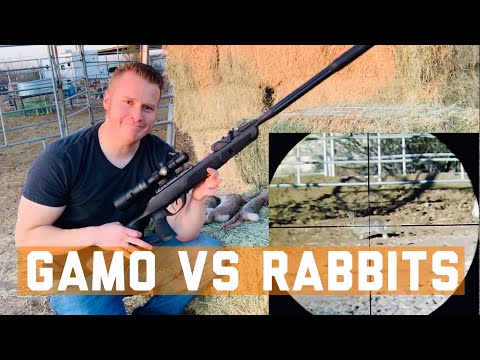 GAMO Swarm Fusion Airgun Rabbit Sniping: Can I Hunt With This GAMO Airgun? (Tim Wells Hunt Spoof)