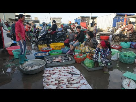 Morning Fish Market Scene @Prek Phnov Bridge - Seafood Market Show Near Prek Phnov