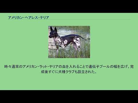 アメリカン・ヘアレス・テリア