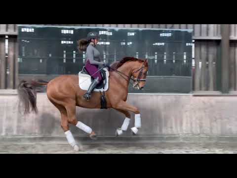 Grand Prix Horse for sale