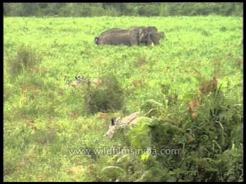 Rhinos and Elephants grazing through the grassland