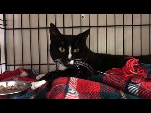 Harvie, an adopted Tuxedo in Maple Ridge, BC_image-1