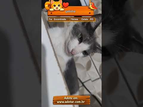 Vídeo de gatinha