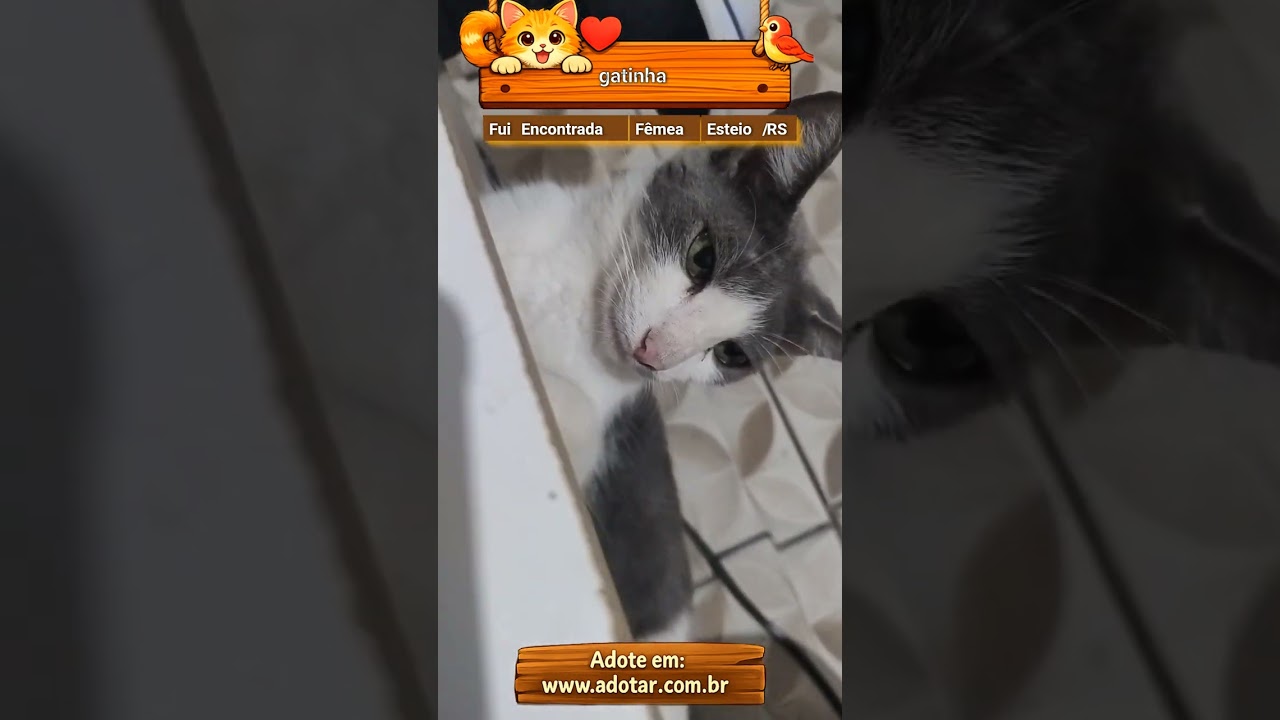 Gato raça SRD-ViraLata idade 1 ano nome gatinha