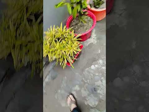 मेहनत #followme #flowers #hardwork #subscribers #trending #love #loveflower#vlog #view#viralvideo