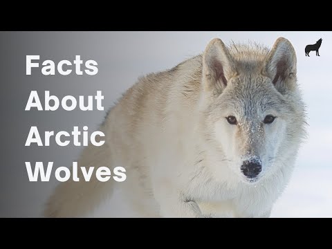 20 Awesome Facts About Arctic Wolves - Arctic Wolf Facts!