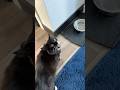 Cute Tuxedo Cat Says Hi With A Meow
